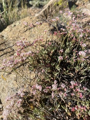 Eriogonum microtheca var. alpinum