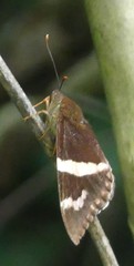 Castniidae