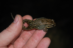 Leptodactylus labrosus