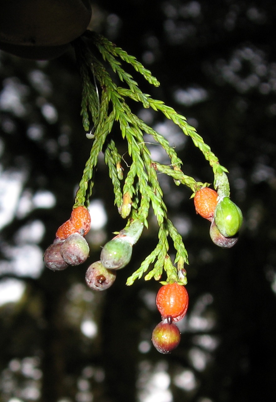 Dacrycarpus