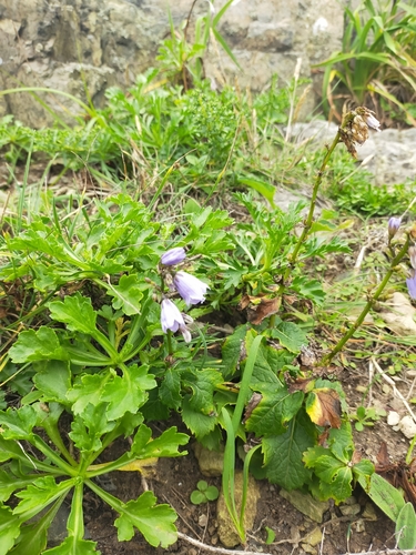 Image of Serrate Ladybell (Adenophora pereskiifolia) by no rights reserved