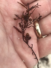 Sargassum natans