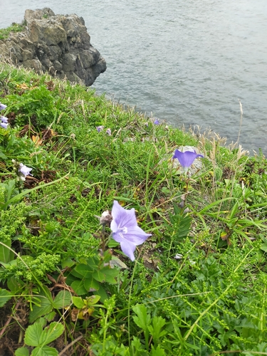 Image of Platycodon grandiflorus by no rights reserved