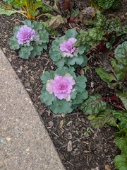 Brassica oleracea acephala
