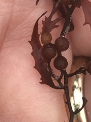 Sargassum natans