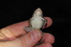 Leptodactylus labrosus