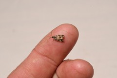 Lobesia abscisana