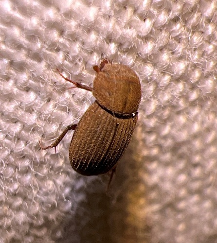 Ataenius imbricatus photo 5