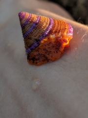 Calliostoma annulatum