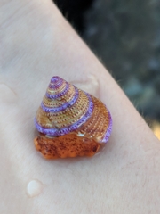 Calliostoma annulatum