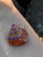 Calliostoma annulatum