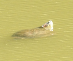 Trachemys ornata