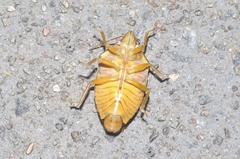 Coleotichus excellens