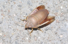 Coleotichus excellens