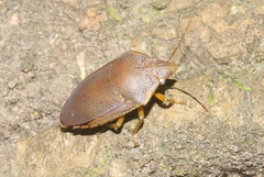 Coleotichus excellens