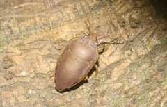 Coleotichus excellens