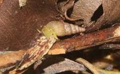 Paropeas achatinaceum