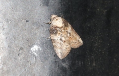 Garella