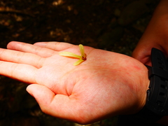 Engelhardia roxburghiana, photograph Annie Hsiao, CC0, iNaturalist via GBIF