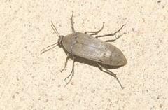 Ripiphoridae