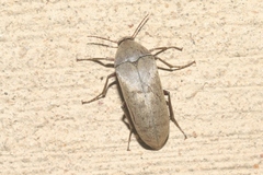 Ripiphoridae