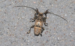 Ischioplites metutus