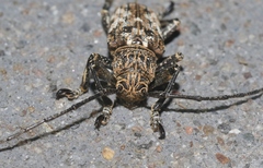 Ischioplites metutus