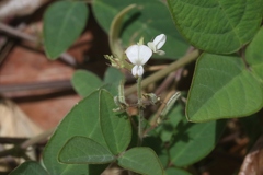 Desmodium scorpiurus