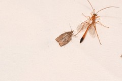 Enicospilus ramidulus