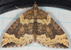Eulithis destinata