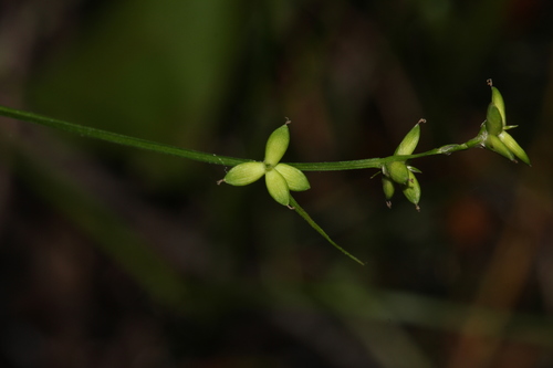 Carex loliacea iNat (1)