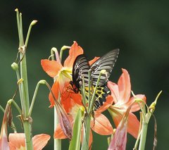 Troides minos