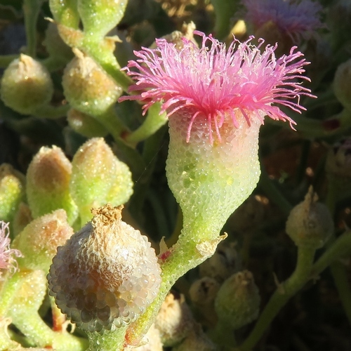 Mesembryanthemum guerichianum