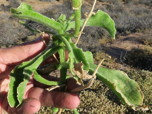 Mesembryanthemum guerichianum