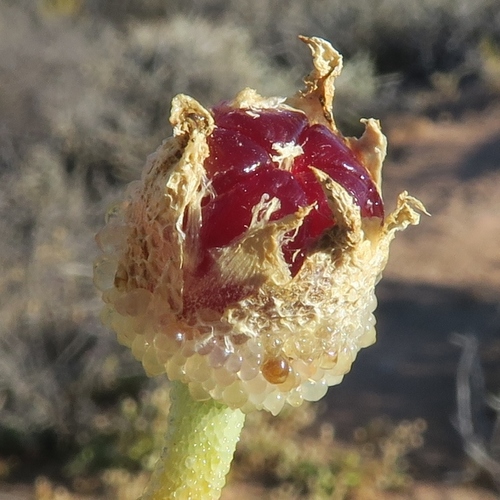 Mesembryanthemum guerichianum