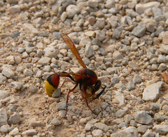 Delta unguiculatum