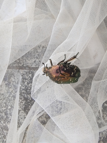Oriental Flower Beetle