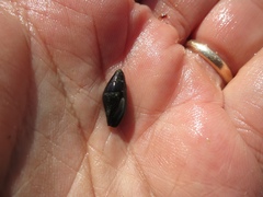 Atrimitra idae