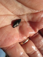 Atrimitra idae