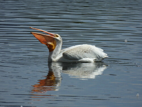 American White Pelican photographed in Nevada