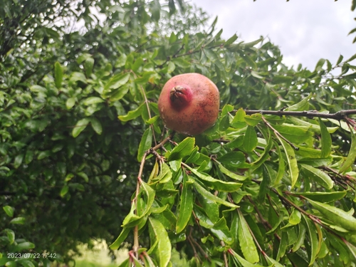 pomegranate