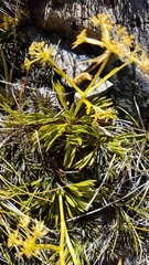 Aciphylla monroi