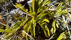 Aciphylla monroi