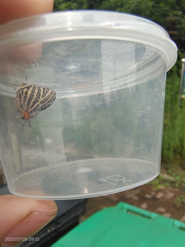 Long-banded Silverline