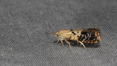 Cydia fletcherana