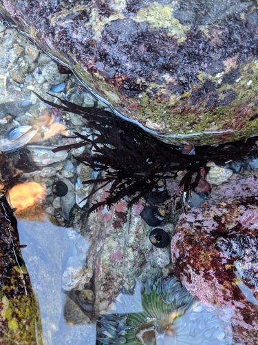 Mastocarpus agardhii, 2019-01-21