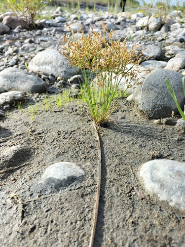 Fimbristylis bisumbellata iNat (3)