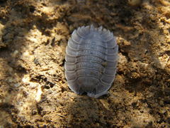 Porcellio spatulatus