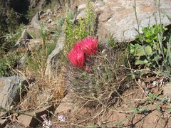 Eriosyce curvispina