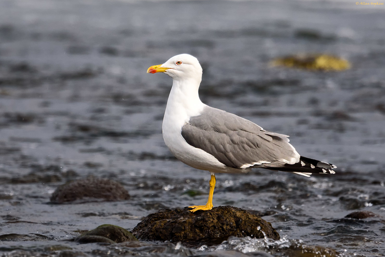 Azorean Yellow Legged Gull